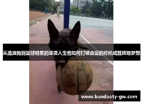 从流浪狗到篮球明星的逆袭人生他如何打破命运的桎梏成就辉煌梦想
